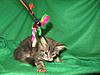 Corrigan and Mimi have babies-kitties-012.jpg