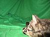 Corrigan and Mimi have babies-kitties-022.jpg