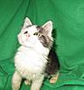 Corrigan and Mimi have babies-kitties-036.jpg