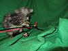 Corrigan and Mimi have babies-kitties-049.jpg