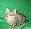 Corrigan and Mimi have babies-kitties-057.jpg