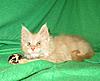 Corrigan and Mimi have babies-kitties-077.jpg