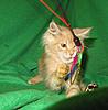 Corrigan and Mimi have babies-kitties-078.jpg