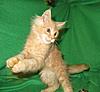 Corrigan and Mimi have babies-kitties-080.jpg