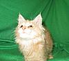 Corrigan and Mimi have babies-kitties-083.jpg