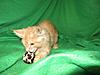 Corrigan and Mimi have babies-kitties-085.jpg