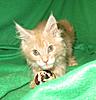 Corrigan and Mimi have babies-kitties-091.jpg