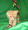 Corrigan and Mimi have babies-kitties-092.jpg