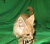 Corrigan and Mimi have babies-kitties-093.jpg