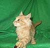 Corrigan and Mimi have babies-kitties-094.jpg