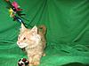 Corrigan and Mimi have babies-kitties-095.jpg