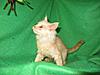 Corrigan and Mimi have babies-kitties-112.jpg