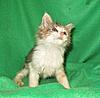 Corrigan and Mimi have babies-kitties-133.jpg