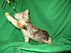 Corrigan and Mimi have babies-kitties-137.jpg