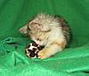 Corrigan and Mimi have babies-kitties-146.jpg