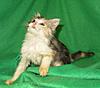 Pet home wanted for our hand reared baby-kitties-144.jpg