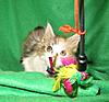 Pet home wanted for our hand reared baby-kitties-142.jpg