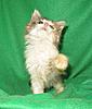 Pet home wanted for our hand reared baby-kitties-140.jpg