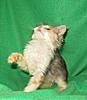 Pet home wanted for our hand reared baby-kitties-139.jpg