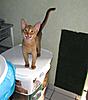 Pet home wanted for our hand reared baby-kitties-181.jpg