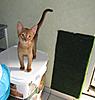 Pet home wanted for our hand reared baby-kitties-180.jpg