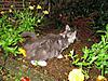 We have Babies-kitties-145.jpg