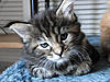 New arrival-samba-day41.jpg