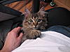 Does Lilly sound like a Maine Coon?-newkitty-068.jpg