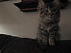 Does Lilly sound like a Maine Coon?-newkitty-023.jpg