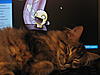 Does Lilly sound like a Maine Coon?-newkitty-099.jpg