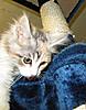 A day in the life of Tabasco Kat  AKA Louedes - Lou Lou-babies-026.jpg