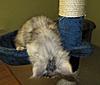 A day in the life of Tabasco Kat  AKA Louedes - Lou Lou-babies-022.jpg