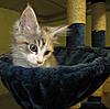 A day in the life of Tabasco Kat  AKA Louedes - Lou Lou-babies-023.jpg