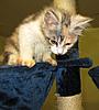 A day in the life of Tabasco Kat  AKA Louedes - Lou Lou-babies-025.jpg