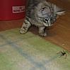 A day in the life of Tabasco Kat  AKA Louedes - Lou Lou-babies-028.jpg