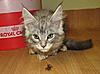 Mainecoon and the Spider BY Lou Lou-babies-034.jpg