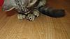 Mainecoon and the Spider BY Lou Lou-babies-032.jpg