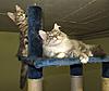 Introducing Eclipse Unstopable AKA Sapphire Breeder Amber Jade Walton-kittens-187.jpg