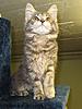 Introducing Eclipse Unstopable AKA Sapphire Breeder Amber Jade Walton-kittens-051.jpg