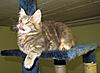 Introducing Eclipse Unstopable AKA Sapphire Breeder Amber Jade Walton-kittens-054.jpg