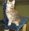 Introducing Eclipse Unstopable AKA Sapphire Breeder Amber Jade Walton-kittens-063.jpg