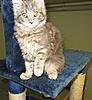 Introducing Eclipse Unstopable AKA Sapphire Breeder Amber Jade Walton-kittens-064.jpg