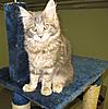 Introducing Eclipse Unstopable AKA Sapphire Breeder Amber Jade Walton-kittens-066.jpg