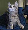 Introducing Eclipse Unstopable AKA Sapphire Breeder Amber Jade Walton-kittens-144.jpg