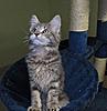 Introducing Eclipse Unstopable AKA Sapphire Breeder Amber Jade Walton-kittens-146.jpg