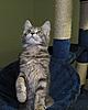 Introducing Eclipse Unstopable AKA Sapphire Breeder Amber Jade Walton-kittens-147.jpg