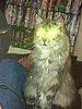 Chocoholic Maine Coon?-hectors-main-beam.jpg