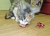 A day in the life of Tabasco Kat  AKA Louedes - Lou Lou-kittens-392.jpg