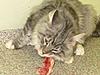 A day in the life of Tabasco Kat  AKA Louedes - Lou Lou-kittens-405.jpg