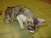 A day in the life of Tabasco Kat  AKA Louedes - Lou Lou-kittens-278.jpg